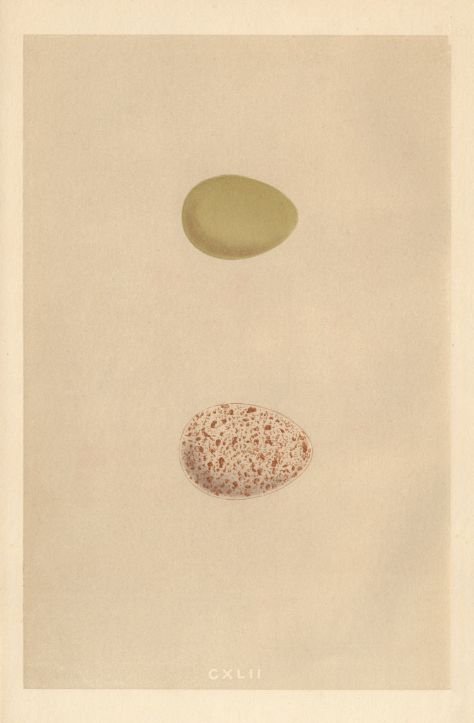 BRITISH BIRD EGGS. Ptarmigan. MORRIS 1866 old antique vintage print picture